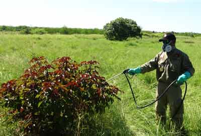 Rangers controlling weed spreading