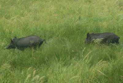 Rangers controlling ferral pigs