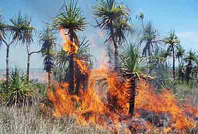 traditional indigenous burning
